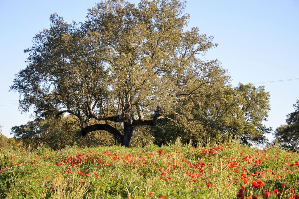 Monte Da Boavista - Country Family House Villa อัลเตอร์ โด โช ภายนอก รูปภาพ
